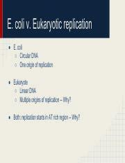 Bsci Exam 2 Review Pdf E Coli V Eukaryotic Replication E Coli