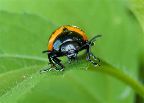 Swamp Milkweed Leaf Beetle Project Noah