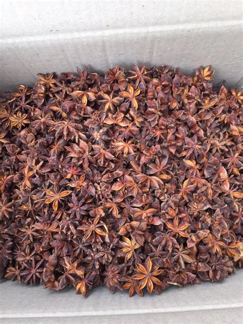 100 Natural Star Anise Star Aniseed Illicium Verum For Export From