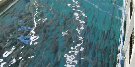 Us Land Based Salmon Farm Targets Launch Intrafish