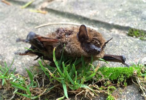 Dead bat found in garden · Animals · swinny.net