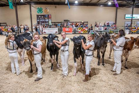 Dairy University Of Maryland Extension