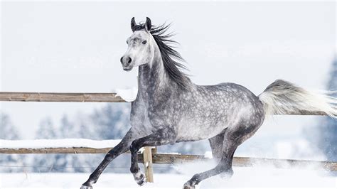 Cheval Fond Décran Hd Arrière Plan 2560x1440