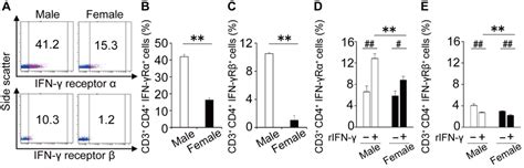 Sex Differences In Ifn γ Receptor Expression On Cd4 T Cells From Wt