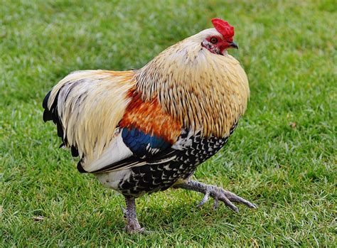 30000 Free Elegant Chicken And Chicken Images Pixabay