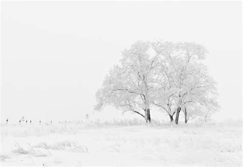 Winter Trees Photos, Download The BEST Free Winter Trees Stock Photos ...