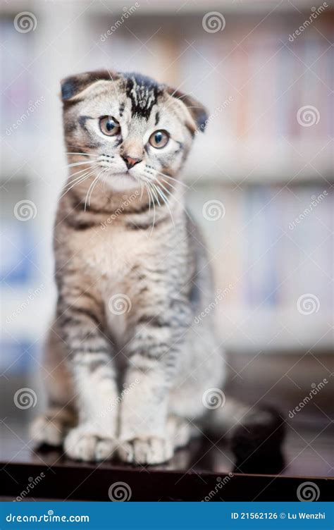 American Cat Shorthair Stock Photo | CartoonDealer.com #93097278