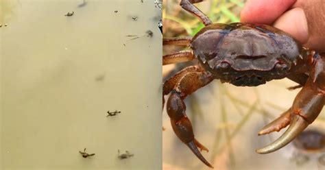 Xôn xao cảnh tượng cua nhảy múa thành đàn trên mặt nước có phải điềm lành Hot trend Đời