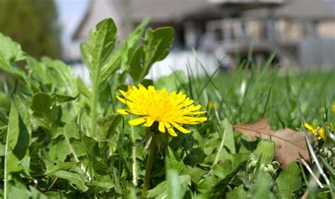 How To Remove Dandelions From Lawn Three ‘most Effective Methods