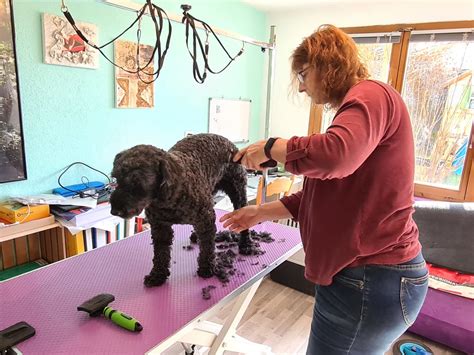 Hundesalon Labradoodles