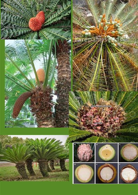 Solution Cycas Life Cycle Studypool