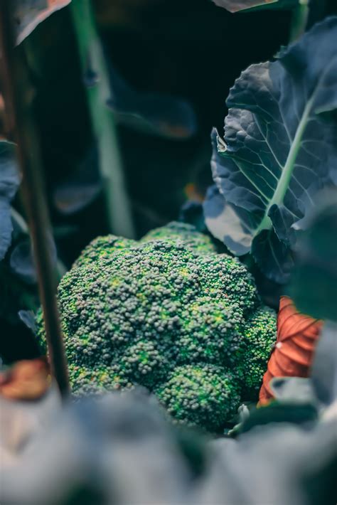 A Step By Step Guide To Growing Broccoli In Containers — Meadowlark Journal