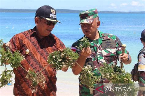 Kelompok Tani Binaan Lantamal Vii Kupang Panen Rumput Laut Antara