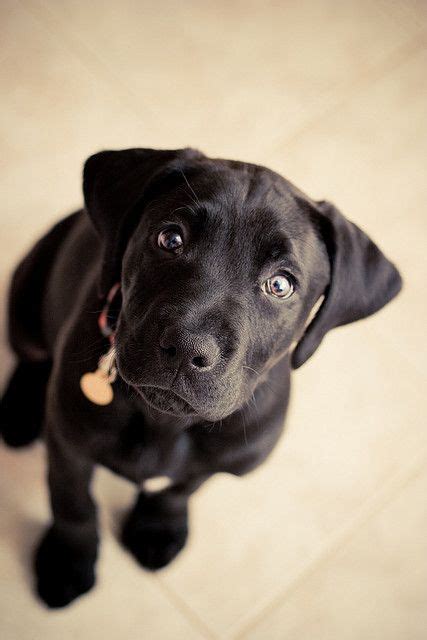 Riley Boxador Puppies Boxer Lab Mix Puppies Cute Dogs