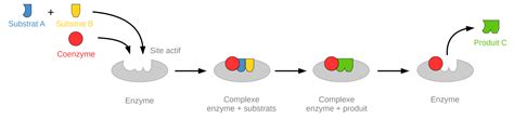 Cest Quoi Une Enzyme Sous Le Microscope