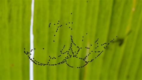 Spiders Hatched Spinybacked Orbweaver Radhika Rani Ib Flickr