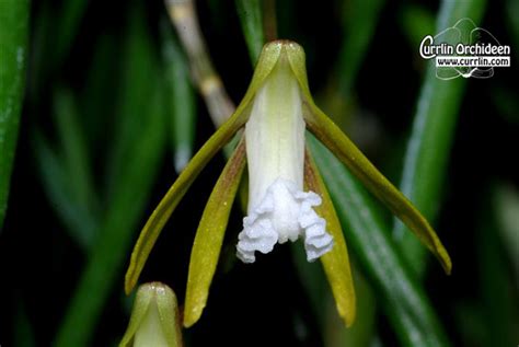 Dendrobium Schoeninum Currlin Orchideen