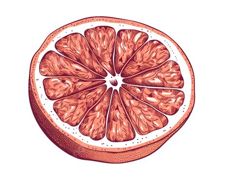 Esboço De Uma Toranja PNG , Toranja De Arte De Linha PNG Imagem para download gratuito