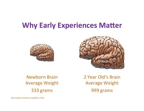 Childhood Traumas Impact On The Developing Brain