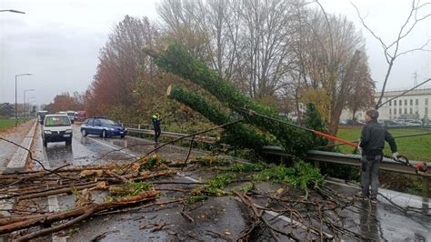 Maltempo Nella Marca Alberi E Pali Telefonici Caduti Zaia Dispone Lo