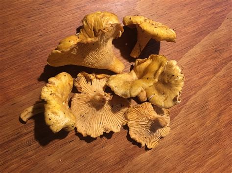 Wild Mushrooms In Canada The Canadian Encyclopedia