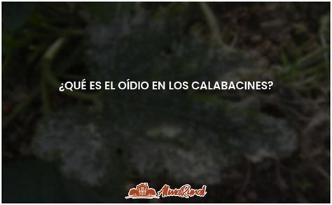 Oídio En Calabacines Causas Síntomas Y Control Almarural