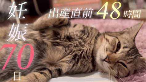 猫の妊娠10週目！出産直前48時間の様子と兆候の振り返り【交尾後70日】 Youtube