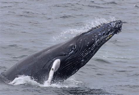 Richard Sobols Story Of A Humpback Whale Named Salt