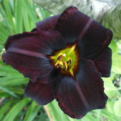Daylily Hemerocallis Sir Knight In The Daylilies Database