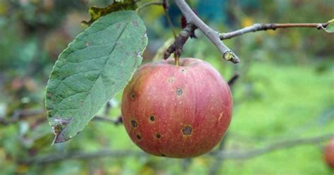 12 Common Apple Tree Diseases And How To Treat Them Rhythm Of The Home