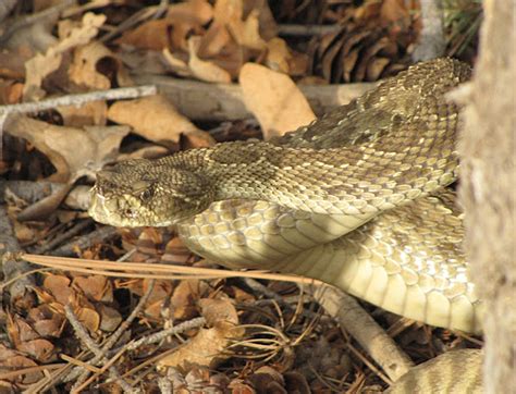 Prairie Rattlesnake Project Noah