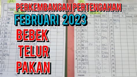 Laporan Bebek Petelur Pertengahan Februari Pakai Newhope BP93 YouTube