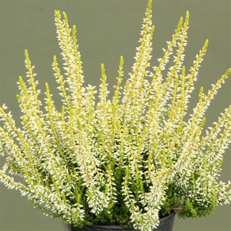 Heather Yellow Buy Heather Yellow Calluna Vulgaris Lutea