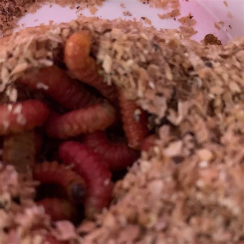 Roaches Worms And Larva Alaska Feeder Farm Llc