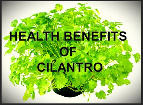 7 Health Benefits Of Cilantro Artofit