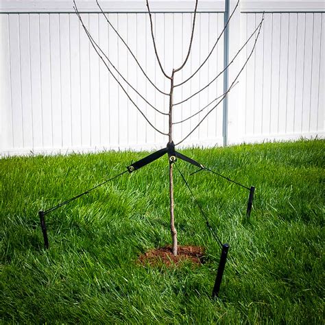 Buy Tree Staking Kits Online The Tree Center™