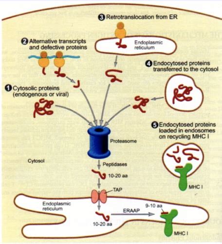 antigen presentation definition quizlet