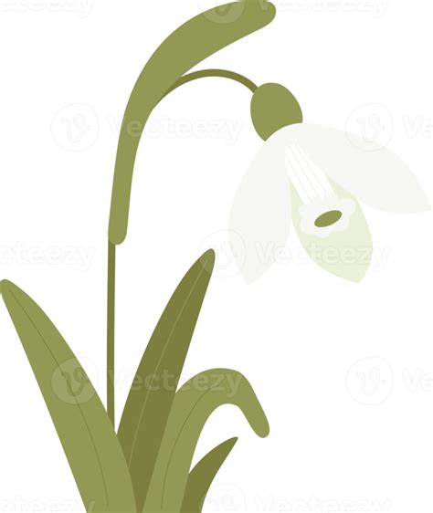 Snowdrop flower with leaves. Gentle forest spring white flower common snowdrop 11791786 PNG