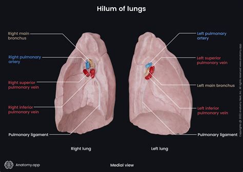 Pulmonary Artery Segmental Anatomy