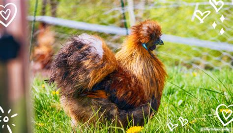 Partridge Silkie Chicken Exploring This Popular Colour Silkie