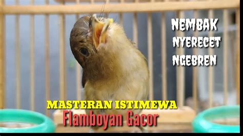 Burung Flamboyan Gacor Emosi Ngebren Rapat Nyerecet Cocok Buat