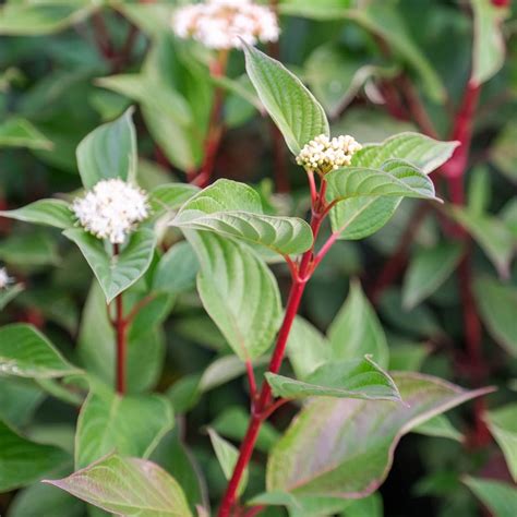 Buy Cornus alba 'Sibirica' Online - Southern Woods