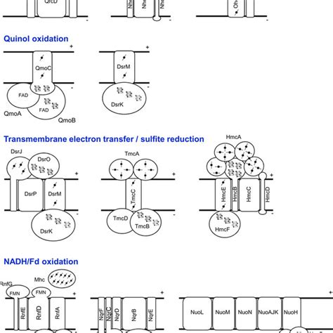 Schematic Representation Of The Sro Membrane Bound Electron Transfer Download Scientific