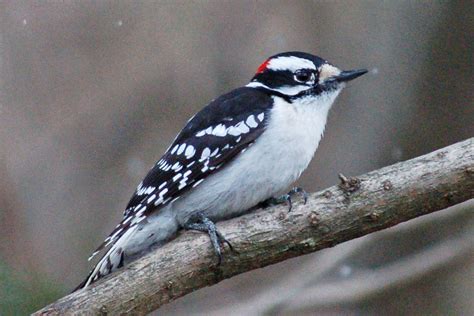 Downy Woodpecker (Casa Tortuga) · iNaturalist Canada