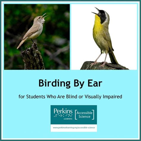 Birding By Ear Birds Bird Ears Story Site