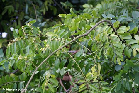 Trees of Tropical Asia - Olax