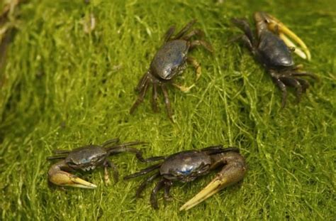 How To Care For A Pet Fiddler Crab Fiddler Crab Pets Crab