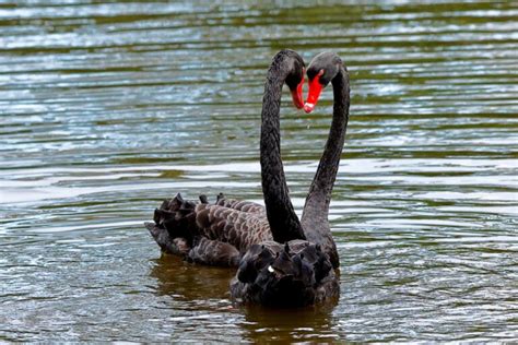 42 Black Animals Found in Nature and Their Colorful Features | Color ...
