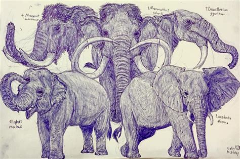 Elephants By Mickeyrayrex On Deviantart