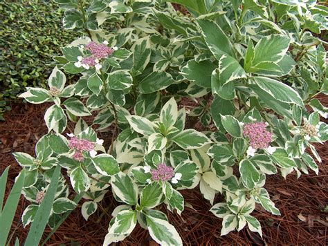 Online Plant Guide Hydrangea Macrophylla Tricolor Variegated